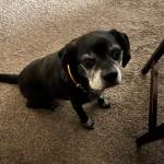 Photo of Zoey / Chloe