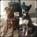 Photo of Toby & Rory