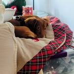 Photo of Capri & Daphne