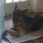 Photo of Noble & Max