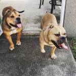 Photo of Hulk & Xebo