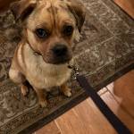 Photo of Lacey / Buddy