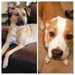 Photo of Koda & Jada