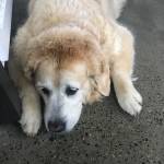 Photo of Shiloh / Charlotte