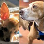 Photo of Bubbles & Memphis