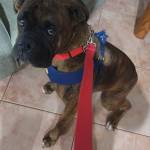 Photo of Shadow & Bentley