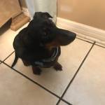 Photo of Sylvester /Bria