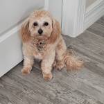 Photo of Cali, Dasher & Tanner