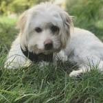 Photo of Joey / Lucky