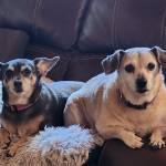 Photo of Kelso,Chipper, Sophie & Roxy