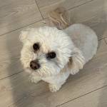 Photo of Moose / Argo