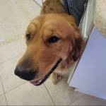 Photo of Ollie and Gus