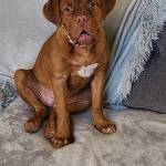 Photo of Brutus & Delilah