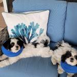 Photo of Gracie & Lacie