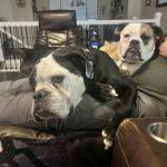 Photo of Zena and boomer