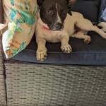 Photo of Ryder, Cheyenne, & Nemo