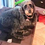 Photo of Sadie & Molly