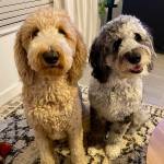 Photo of Brody and Banks