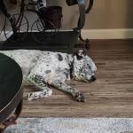 Photo of Ginger and Blaze