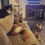 Photo of Luna, Maia, Quorra