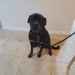 Photo of Lola and Duke