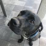 Photo of Harley/Riley