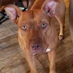 Photo of Tj, Willow & Delia