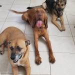 Photo of Bourbon, Thor & Oakley