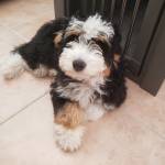 Photo of Charli & Stormi