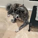 Photo of Kajiu / Iruri