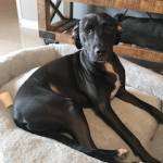 Photo of Sammie/Lucky