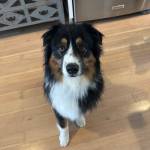 Photo of Mingo / Bear