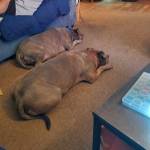 Photo of Ruby & Sapphire