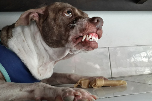 Dog resource guarding a bone