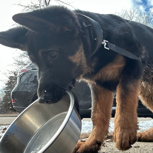 German shepherd puppy knocks over his water bowl