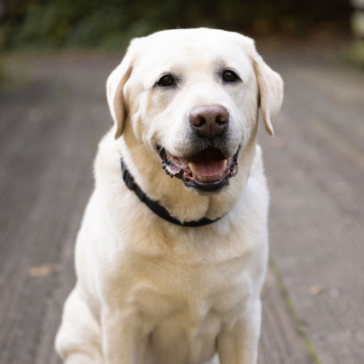 Happy yellow Labrador outside