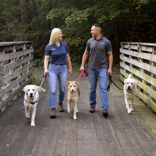 Man and women walking three dogs across a bridge