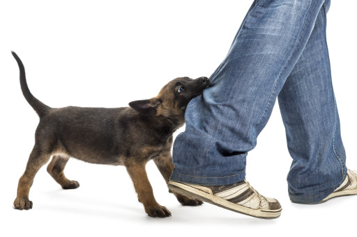 Puppy nipping at jeans