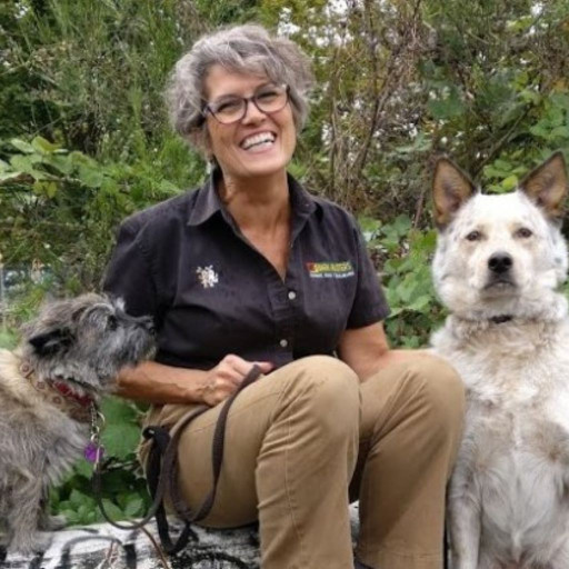 Dog trainer kneels outdoors leash training two dogs