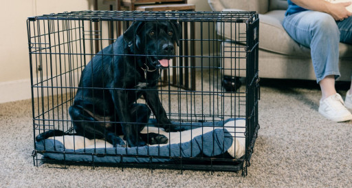 Black labrador puppy in a crate