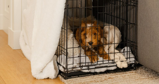 Crate training a Goldendoodle puppy