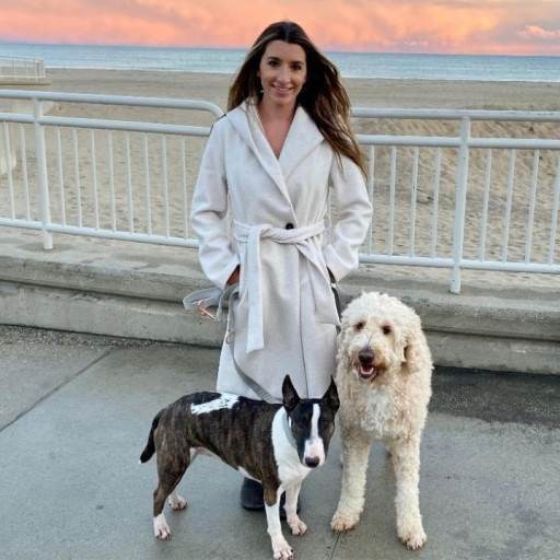 Dog Training in Boston North