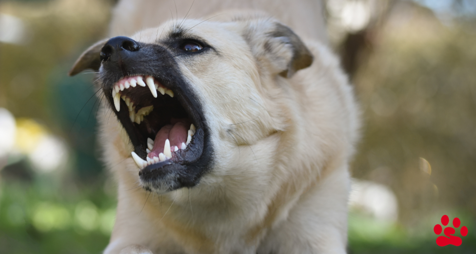 Dog showing aggression and baring teeth