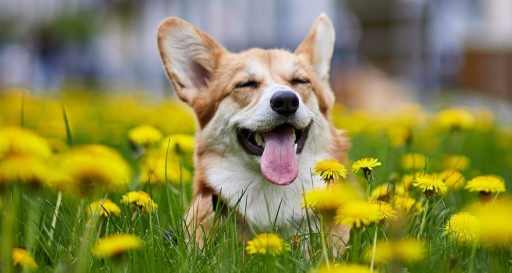 Happy Corgi in a field of yellow flowers
