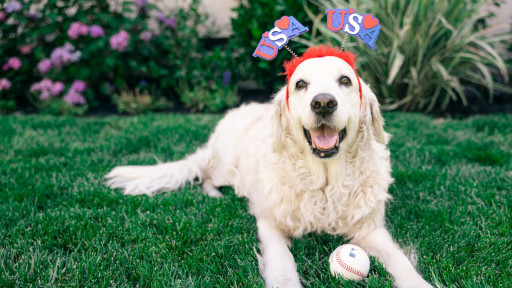 bark busters trainers help clients dog with anxiety around fireworks