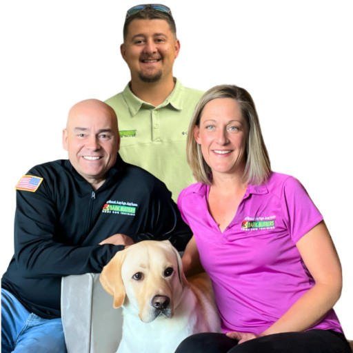 Three dog trainers in Atlanta with a Labrador