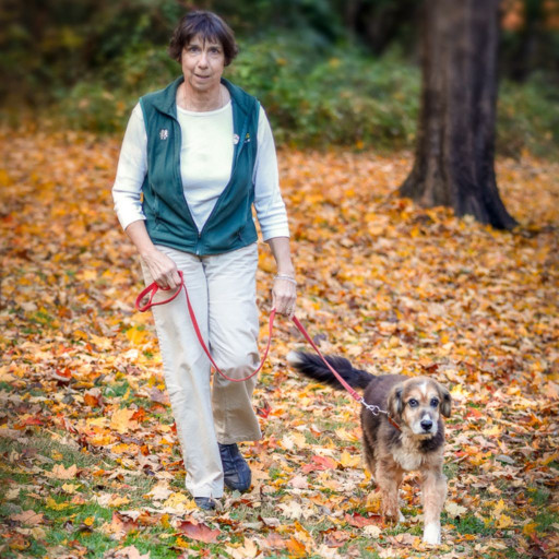 Dog trainer in in Frederick County walking a dog in fall foliage