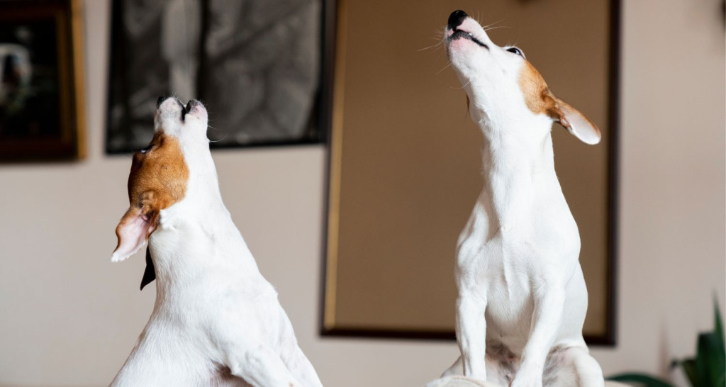 Curated visual reference: Fresh Look at Bark Dog Training Services Train Dog Not To Bark