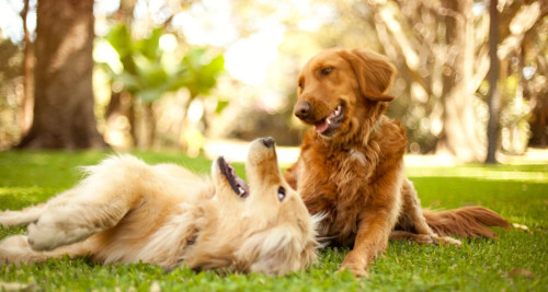 Dogs in the grass Bark Busters Home Dog Training